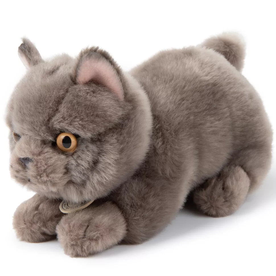 B.T. Chaps Peluche>Freddy le British Shortair